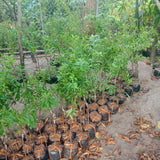 1.5-2 Feet Santa Rosa Plum Tree Live Plant, Well Rooted Bare Root, Dormant Cold Hardy for Planting, Sweet Plum Tree, No AK, HI, PR
