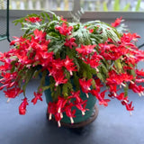 2 Mix Christmas Cactus Plants Live, Live Christmas Cactus Plant, 4 Inc Potted