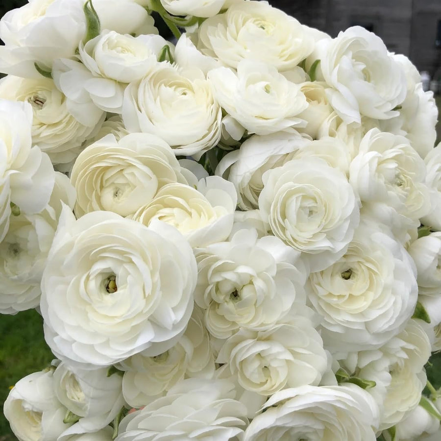 Ranunculus Bulbs, 25 Ranunculus Bulbs, French Peony Style Buttercup Corms, Spring Blooming Garden Flowers, Vibrant Flower Plant (White Ranunculus)