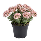 Spring Crassula Live Succulent Plant 2 Inch Pot, Spring Crassula Plant, Live Succulent Cactus Plants