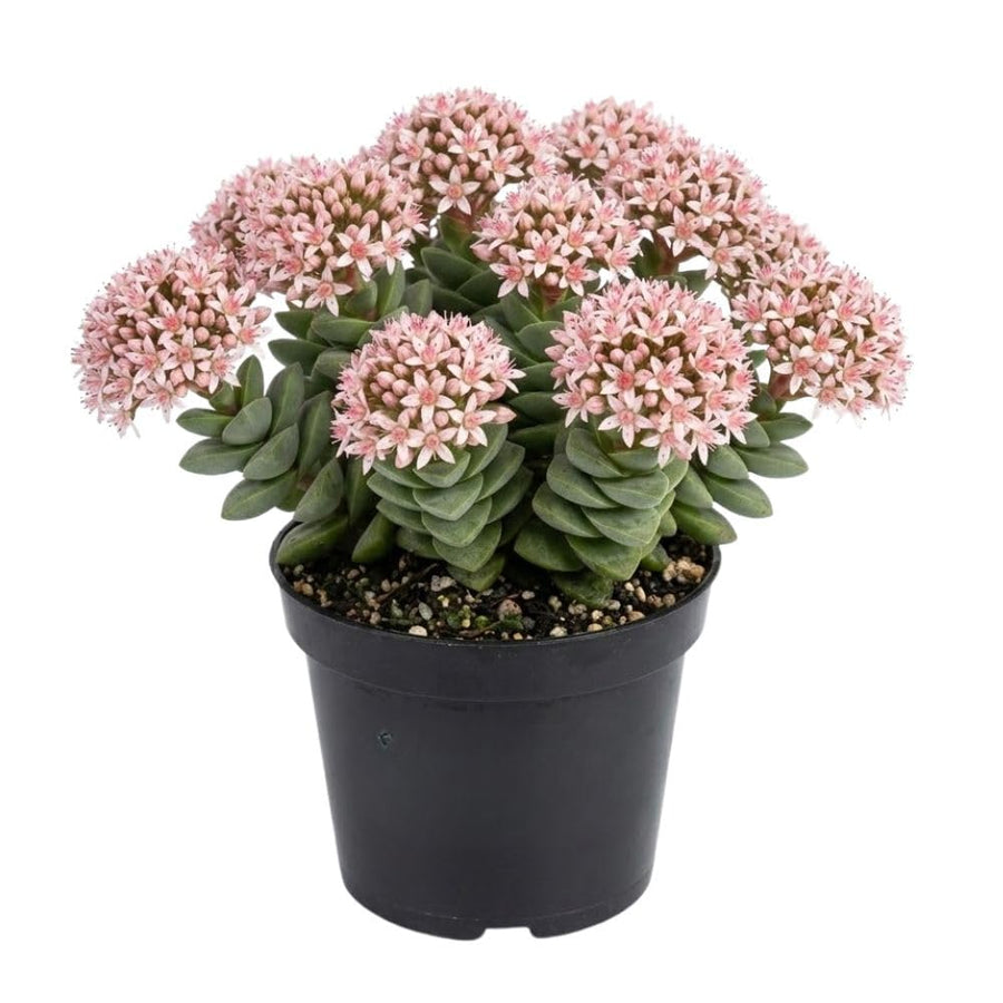 Spring Crassula Live Succulent Plant 2 Inch Pot, Spring Crassula Plant, Live Succulent Cactus Plants