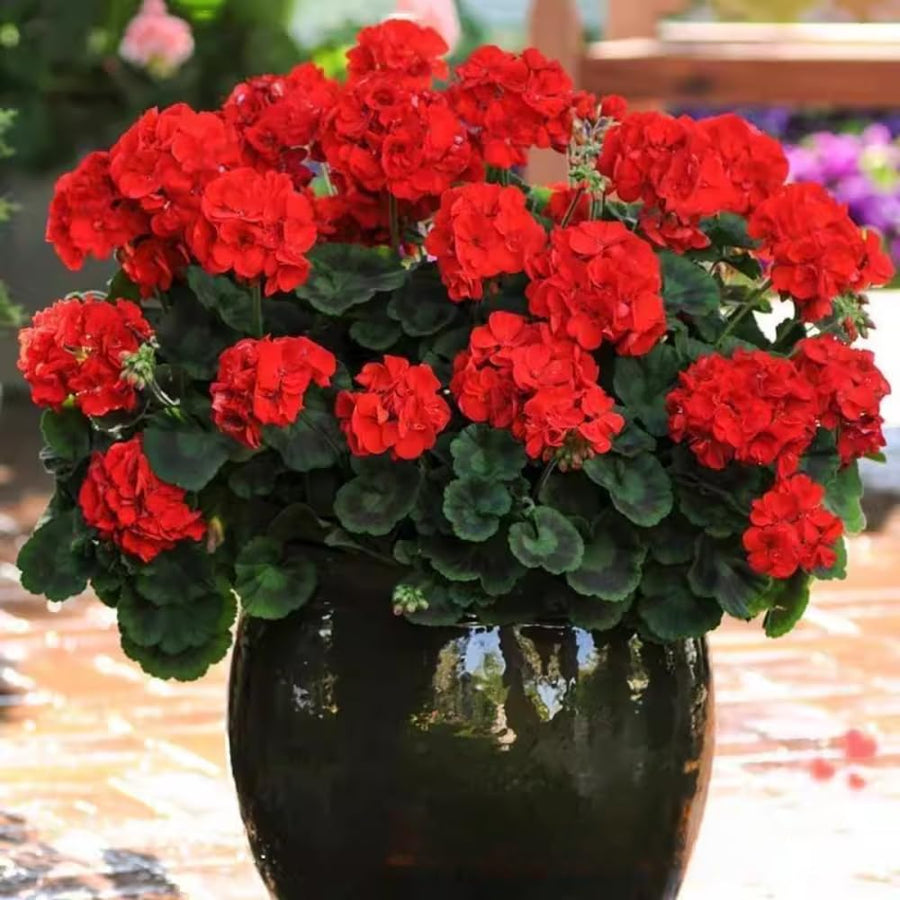 6 Geranium Plants Live, Red Geranium Flower Plants Indoor and Outdoor, 5 to 7 Inches Tall