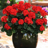 Red Geranium Plants Live, 2 Plants, Geranium Flower Plants, Size Plant 4 Inches