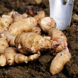 1Lb Jerusalem Artichoke Tubers, Sunchoke Jerusalem Artichoke Roots for Growing Home Garden