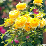 Rose Bushes Ready to Plant, Well-Rooted, Hardy Roses Tree 5 to 10 Inc Tall, Fragrant, Outdoor Planting (Yellow)