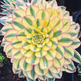 Aeonium Plant Live, Rarre Aeonium Succulents Indoor Houseplant in 4'' Pot, Succulents for Home Office Decoration (Stripe)