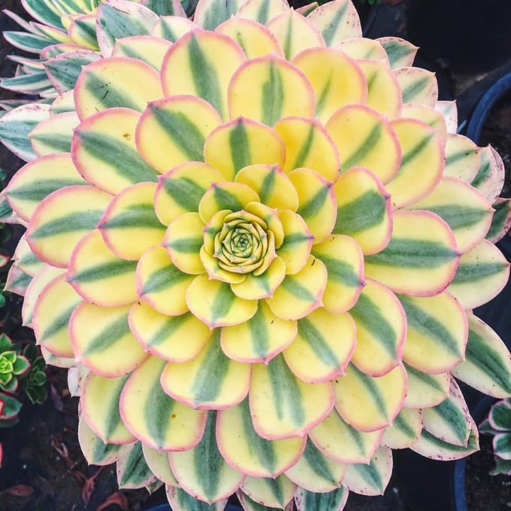 Aeonium Plant Live, Rarre Aeonium Succulents Indoor Houseplant in 4'' Pot, Succulents for Home Office Decoration (Stripe)
