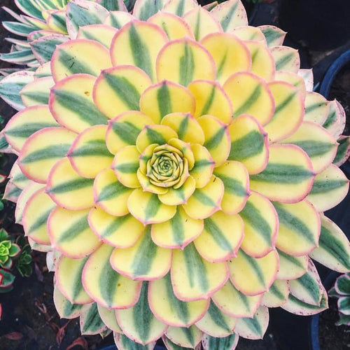 Aeonium Plant Live, Rarre Aeonium Succulents Indoor Houseplant in 4'' Pot, Succulents for Home Office Decoration (Stripe)