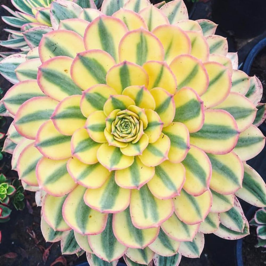 Aeonium Plant Live, Rarre Aeonium Succulents Indoor Houseplant in 4'' Pot, Succulents for Home Office Decoration (Stripe)