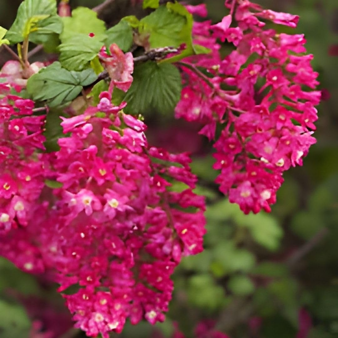 Pink Flowering Currants Live Plant in Pot, 4-7" Tall, Flowering Currants Plant, Hardy Ornamental Shrub for Garden Landscape, Spring Blooms
