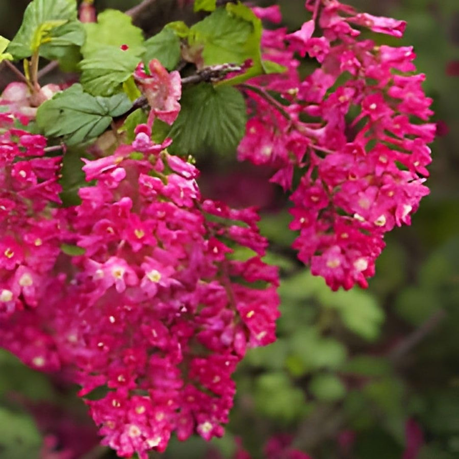 Pink Flowering Currants Live Plant in Pot, 4-7" Tall, Flowering Currants Plant, Hardy Ornamental Shrub for Garden Landscape, Spring Blooms