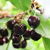 2 Wild Black Cherry Trees Live Plant for Planting, Sweet Cherry Plant Live Fruit Tree, 12-18" Tall Tall, Large Dark Cherry Tree Plant, Dormant Bareroot No Leaves