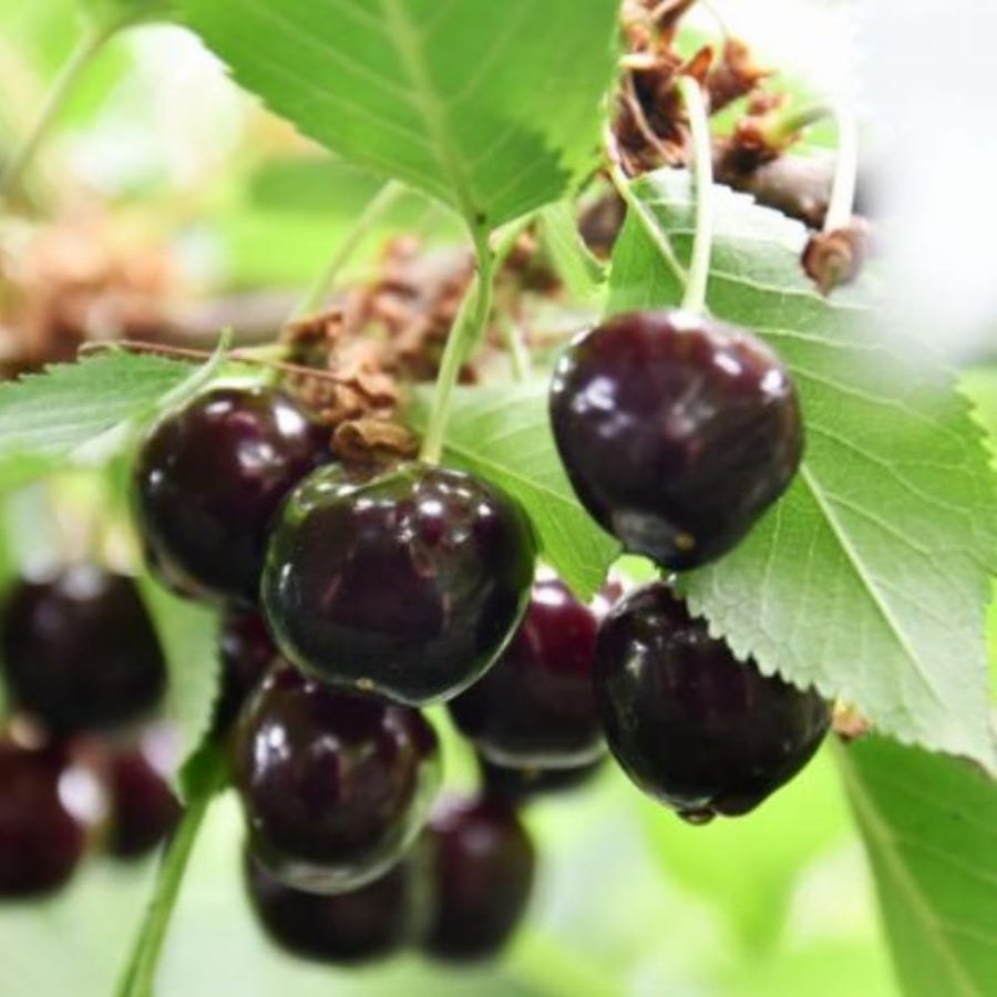 2 Black Cherry Seedlings Cherry Tree Live Plant, Bareroots Dormant, 12-18 Inch Tall, Sweet Cherry Plants Live for Planting Outdoors, Dark Purple Black Cherry