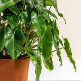 2 Rare Philodendron Live Plants Varieties Collection, Philodendrons Plants Size 5-9 Inc for Indoor Houseplant Décor, Ornamental Tropical Well-Rooted (Vining Philodendron Plants)