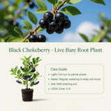 Set 2 Chokeberry Plant Live, Black Chokeberry Live Plant for Home Garden, 2-3 Years Old Bare Roots, Black Berries Shrub, 14 to 16 Inches Tall
