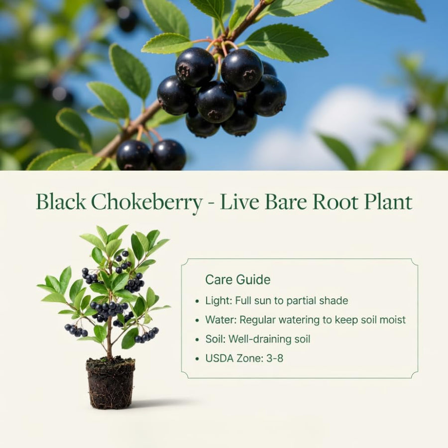 Set 2 Chokeberry Plant Live, Black Chokeberry Live Plant for Home Garden, 2-3 Years Old Bare Roots, Black Berries Shrub, 14 to 16 Inches Tall