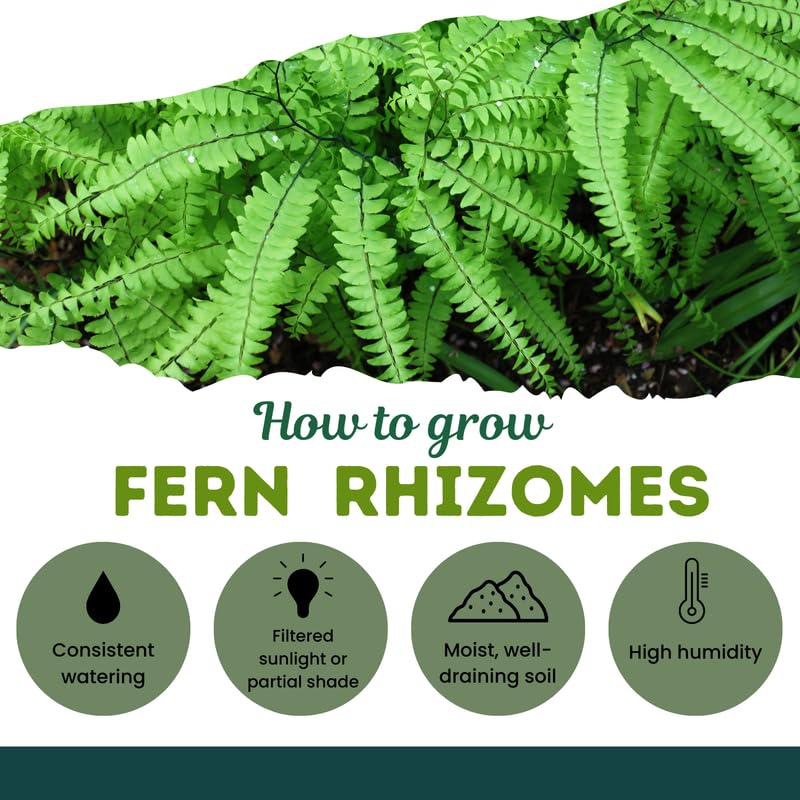 10 Cinnamon Fern Rhizomes, Hardy Perennial Fern Plants for Garden, Fast-Growing Ferns Starter Roots