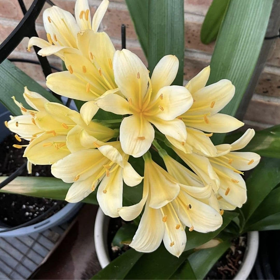 Yellow Clivia Live Plant in 6 Inch Pot - 6-8" Tropical Flowering Houseplant, Perennial Clivia Flower Plant for Indoor Outdoor Planting
