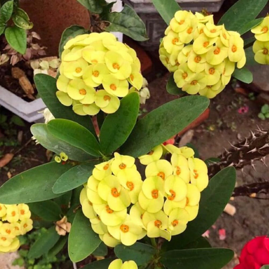 Euphorbia Crown of Thorns Plant, Hardy Perennial Succulent Plant 3-5 Inches, Vibrant Yellow Flowers, Gardens and Indoor Planting