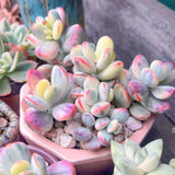 Cotyledon Orbiculata Succulent Live Plant Potted, Trailing Succulent Rare House Plant for Home Office Decoration, Indoor Outdoor Growing, 2" Pot, Starter Plants