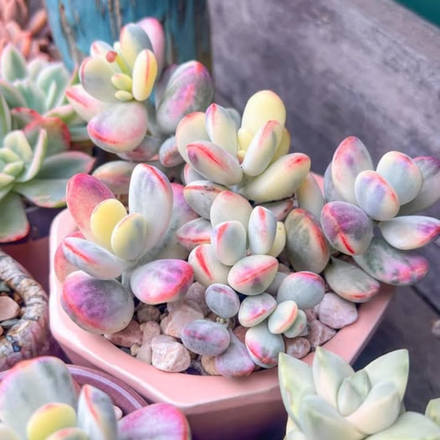 Cotyledon Orbiculata Succulent Live Plant Potted, Trailing Succulent Rare House Plant for Home Office Decoration, Indoor Outdoor Growing, 2" Pot, Starter Plants