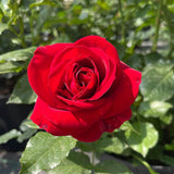 2 Rose Plants Live, Rose Bush Live Plants, Fragrant Rose Flowers, Well Rooted 5-10 Inch Tall, No Pot (Red Rose)