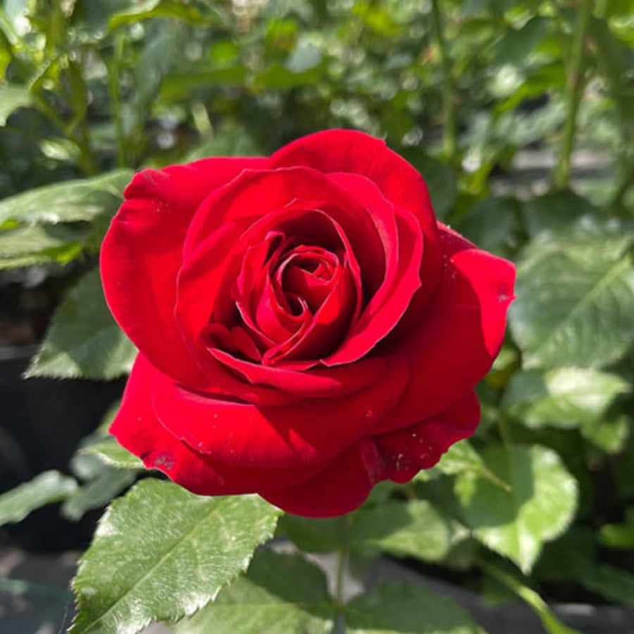 2 Rose Plants Live, Rose Bush Live Plants, Fragrant Rose Flowers, Well Rooted 5-10 Inch Tall, No Pot (Red Rose)