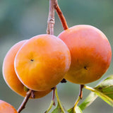 Persimmon Trees Live Plants Dormant, 1 Year Old Well Rooted Seedling 6-13" Tall, Sweet Fruit American Persimmon for Outdoor Planting