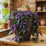 4 Purple Passion Plants Live, Gynura Aurantiaca Houseplant, Purple Velvet Foliage Indoor Tropical Plant, Trailing Vine Plant for Home Garden