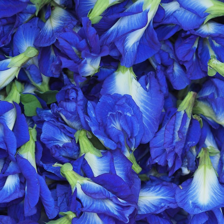 Butterfly Pea Plant in 4 Inch Pot, Blue Butterfly Pea Vine Plant Live, Outdoor Growing