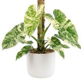 Set of 2 Live Variegated Green Philodendron Plants in 4 Inch Pots, Tropical Indoor Houseplants with Variegated Foliage, Ready to Grow