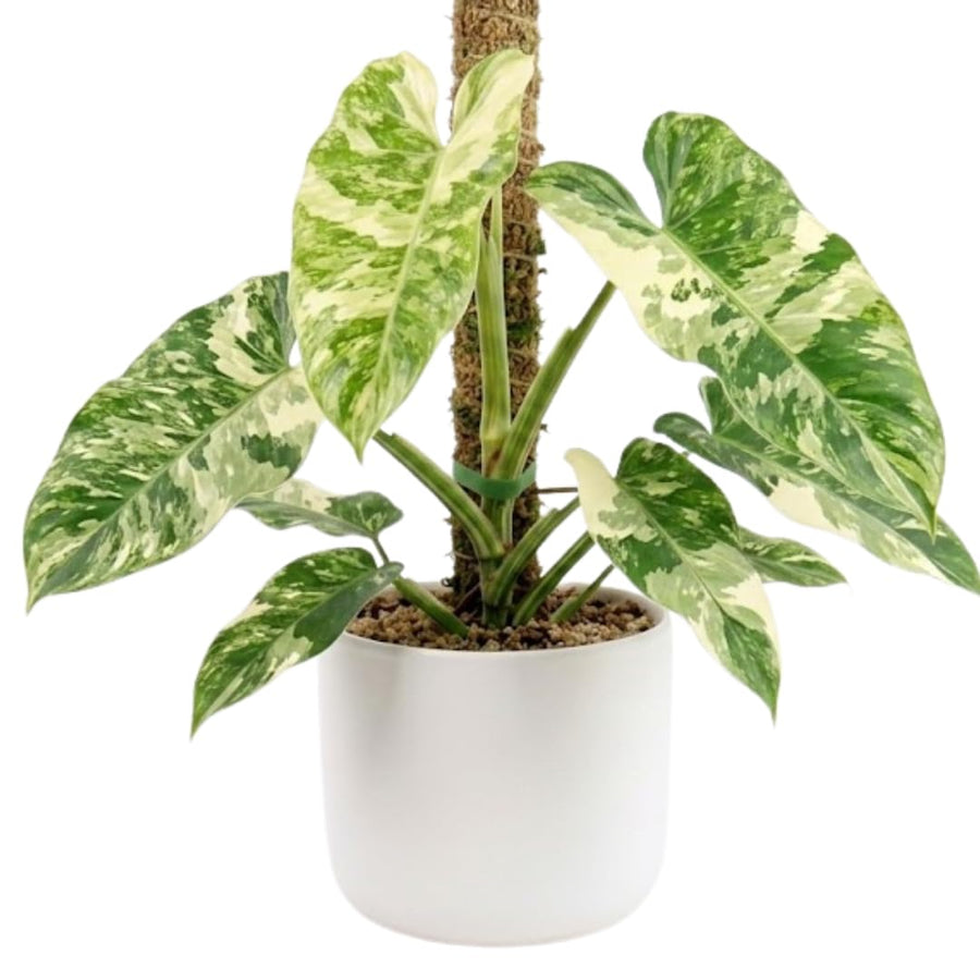 Set of 2 Live Variegated Green Philodendron Plants in 4 Inch Pots, Tropical Indoor Houseplants with Variegated Foliage, Ready to Grow