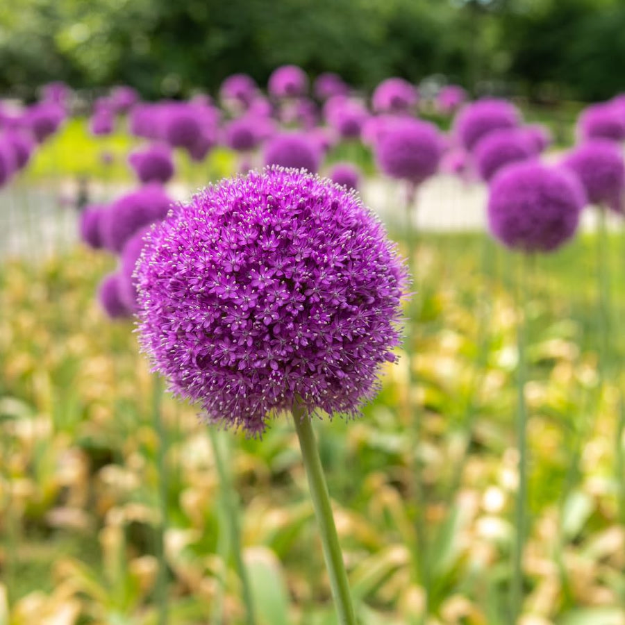 5 Allium Bulbs for Planting, Allium Gladiator Bulbs, Purple Blooming Onion Flowering Perennial for Spring and Summer Garden