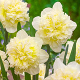 Set 30 Daffodil Bulls for Planting, Top Size Narcissus Flower Bulbs, Perennial Spring Flowers, Cold Hardy, Ideal for Gardens, Pots and Landscaping (Double White)