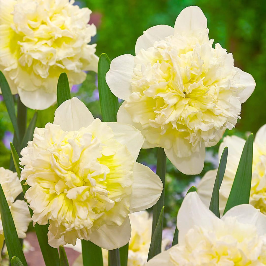 Set 30 Daffodil Bulls for Planting, Top Size Narcissus Flower Bulbs, Perennial Spring Flowers, Cold Hardy, Ideal for Gardens, Pots and Landscaping (Double White)
