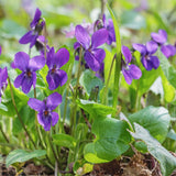 12 Common Blue Violet Live Plants, Viola Sororia Blue Purple Color for Growing, Ground Cover Plants, Bare Roots