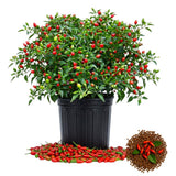 150 Pequin Pepper Seeds for Planting, Chili Pequin Pepper Plant, Hot Peppers Seed, Heirloom Seeds Vegetable for Indoor Outdoor Garden