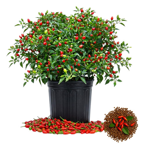 150 Pequin Pepper Seeds for Planting, Chili Pequin Pepper Plant, Hot Peppers Seed, Heirloom Seeds Vegetable for Indoor Outdoor Garden