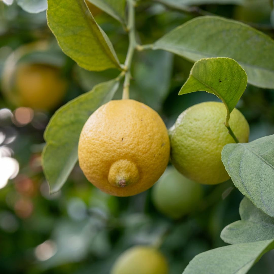Live Lemon Tree Plant, Lemon Fruit Plant, Tropical Fruit Tree in 4 Inch Pot for Indoor or Outdoor Growing