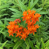 2 Mikweed Live Plants, Asclepias Tuberosa Perennial Flowers Plants, Tropical Butterfly Milkweeds 4-8 Inch for Outdoor Garden (Orange)