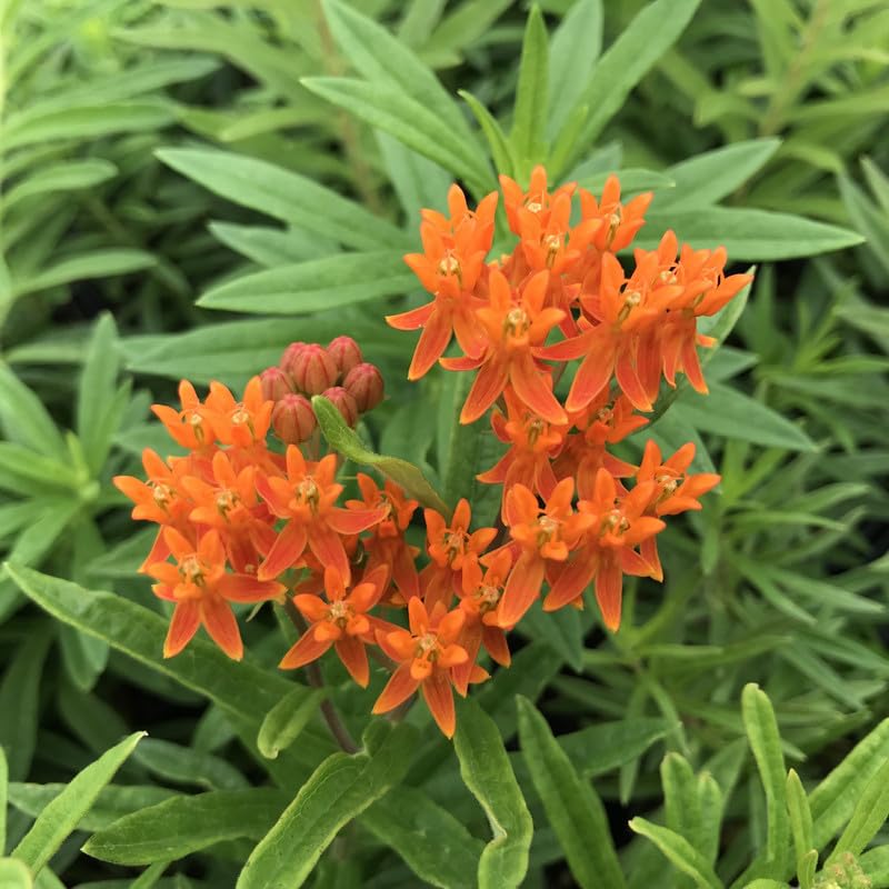 2 Mikweed Live Plants, Asclepias Tuberosa Perennial Flowers Plants, Tropical Butterfly Milkweeds 4-8 Inch for Outdoor Garden (Orange)
