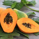 Sweet Papaya Plant Live, Papaya Fruit Tree Live for Outdoor and Container Growing, Starter Plant in Half Gallon Pot