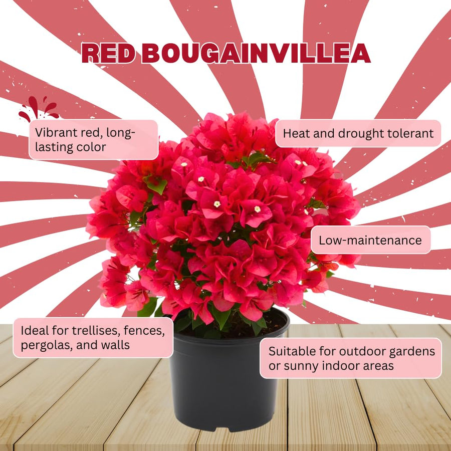 Red Bougainvillea Plant Live, Bougainvillea Live Plant, 5 to 7 Inches Tall, Vibrant Long Lasting Blooms, Ideal for Trellis, Landscape and Outdoor Garden