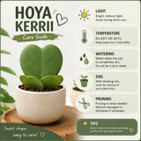 Hoya Kerrii Plant Live, 3-5'' Tall, Hoya Plants Live Houseplant, Well-Rooted for Indoor Outdoor Landscape