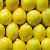 Meyer Yellow Lemon Tree Live Plant, Starter Seedling 2-3" Tall Citrus Tree, Hardy Yellow Lemon Fruit Tree for Outdoor Planting