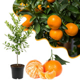 Live Tangerine Tree Plant, Sweet Tangerine Fruit Tree, Citrus Tree, 3 Feet Tall, Ready for Growing