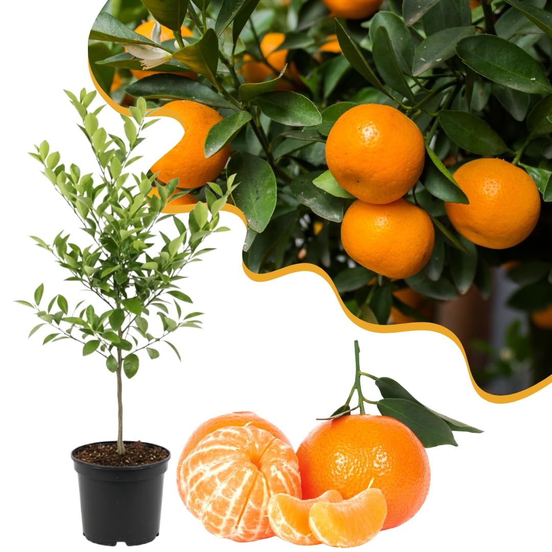 Live Tangerine Tree Plant, Sweet Tangerine Fruit Tree, Citrus Tree, 3 Feet Tall, Ready for Growing
