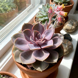 Purple Echeveria Live Plant, Echeveria Succulent Plant in 4 Inch Pot, Easy Care Succulent for Indoor Outdoor Houseplant
