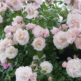 Rose Live Plant, Climbing Roses Plant Live, 5 to 8" Tall, 5 Months Old Fragrant Climber Plant for Planting, No Leaf, Trim Back, Well Rooted, Bare Root (Vibrant Light Pink)