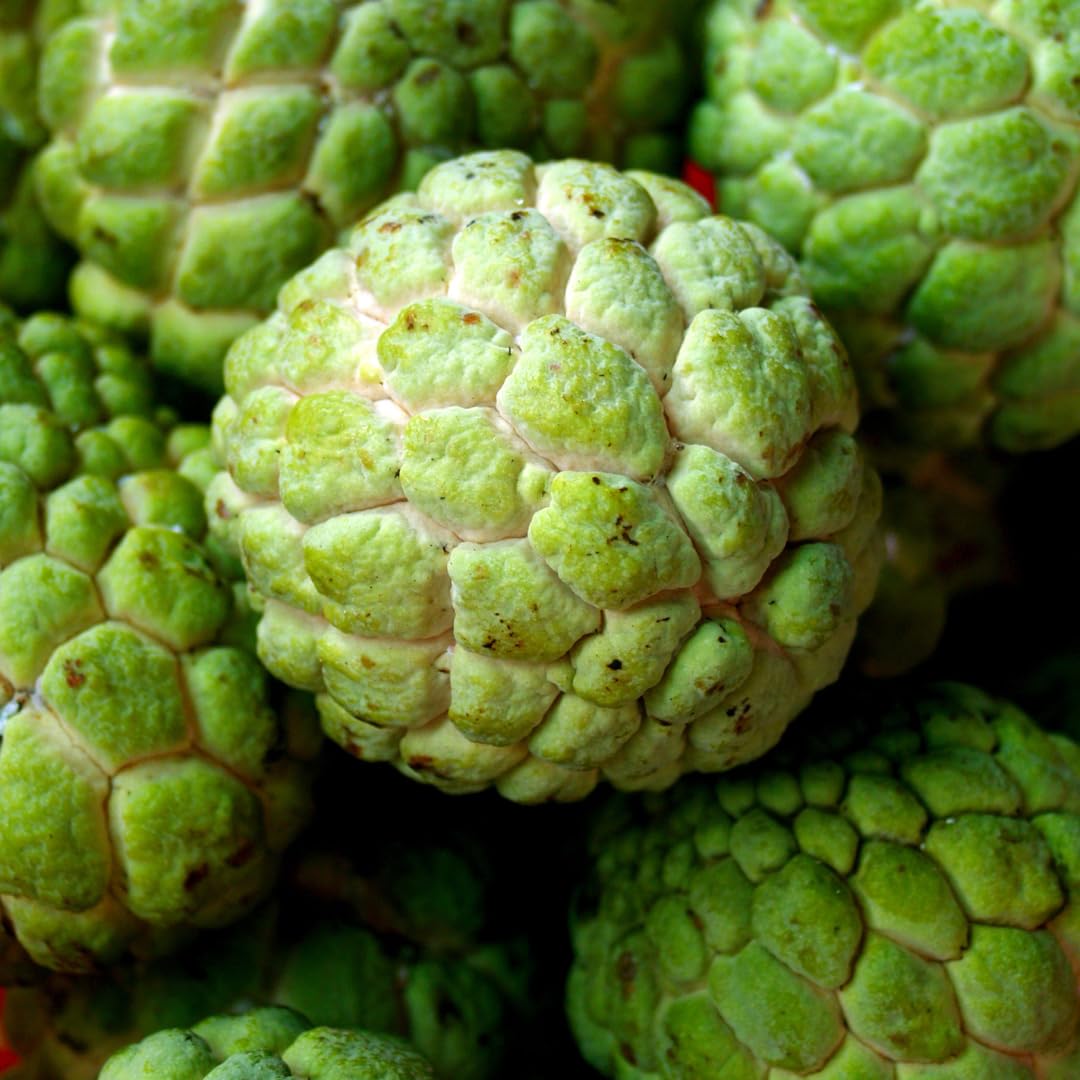 Live Sugar Apple Tree, Sweet Custard Apple Tree, Tropical Fruit Plant, 3-4 Feet Tall, Ready for Planting